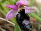 Ophrys bertolonii